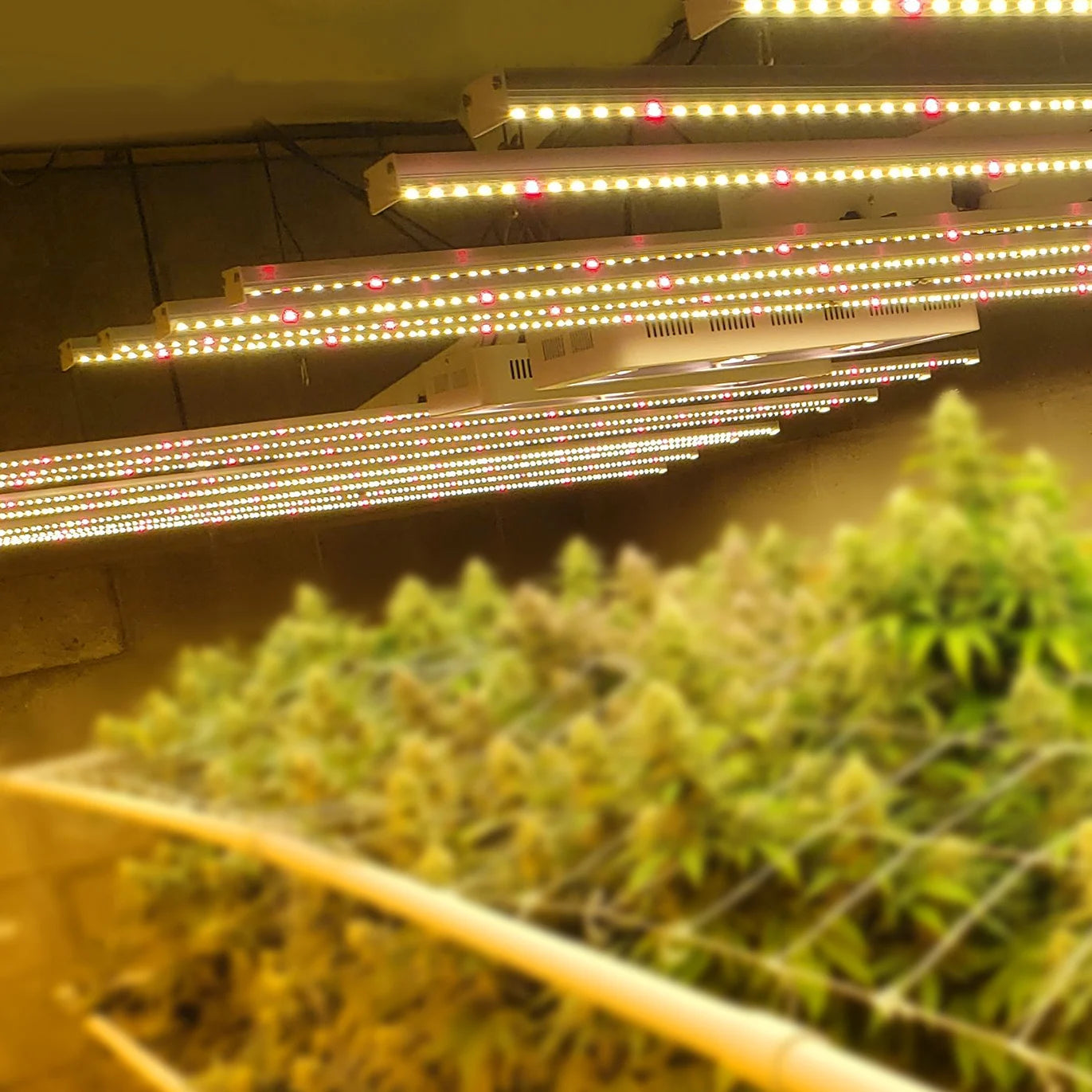 1000W Led Grow Light Full Spectrum for Greenhouse Hydroponic Plant