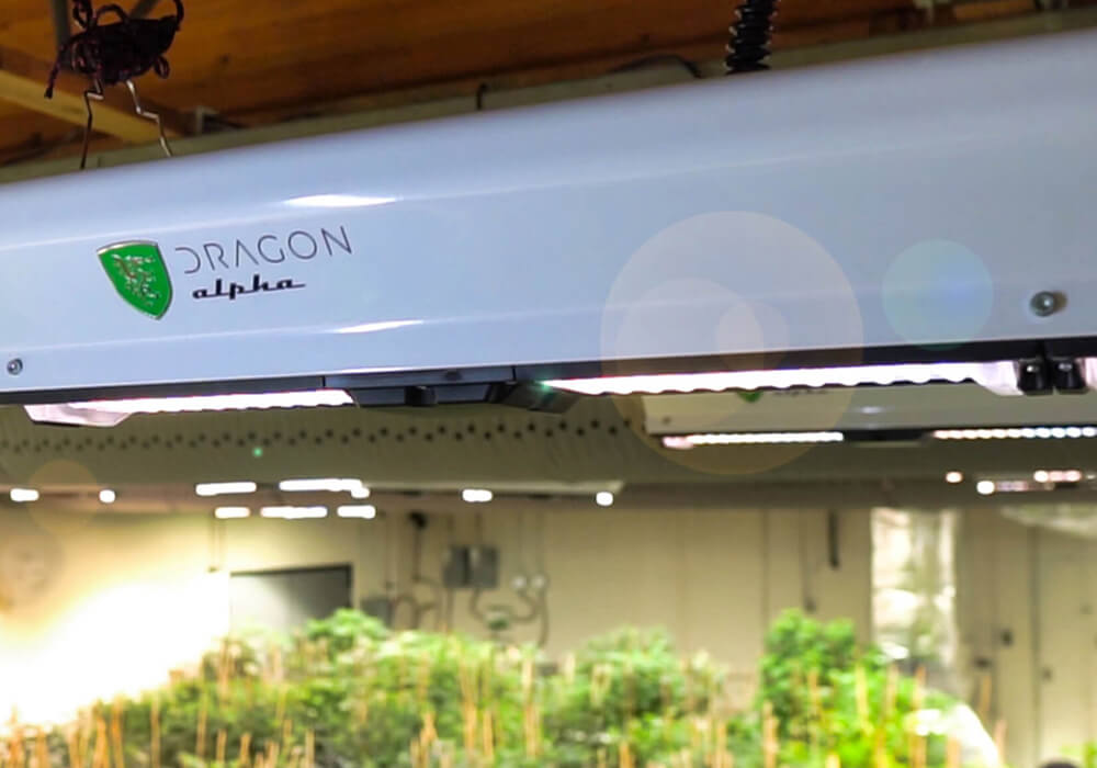 Scynce LED 650W Grow Light Dragon Alpha II